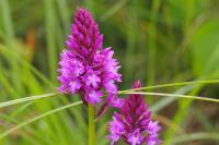Anacamptis pyramidalis