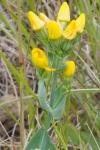 Blackstonia perfoliata