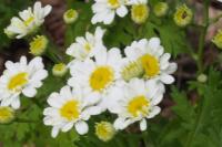 Tanacetum parthenium