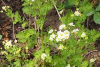 Tanacetum parthenium