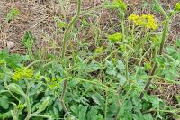 Pastinaca sativa