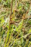Juncus tenuis