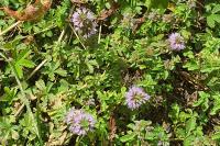 Mentha pulegium