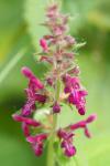 Stachys sylvatica