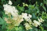 Filipendula ulmaria