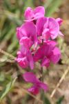 Lathyrus latifolius