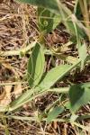 Lathyrus latifolius
