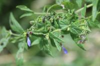 Scutellaria galericulata