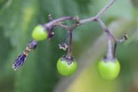Solanum dulcamara