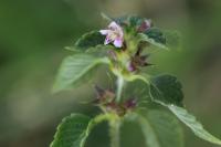 Galeopsis tetrahit