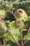 Arctium lappa