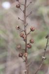 Verbascum blattaria