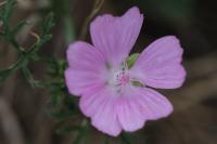 Malva moschata