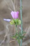 Malva moschata