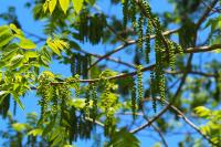 Juglans nigra