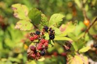 Rubus fruticosus