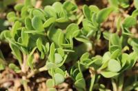 Portulaca oleracea