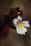 Euphrasia stricta