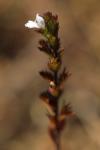 Euphrasia stricta
