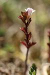 Euphrasia stricta
