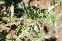 Amaranthus blitoides