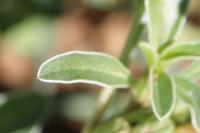 Amaranthus blitoides
