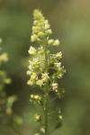 Reseda lutea