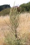 Verbascum pulverulentum