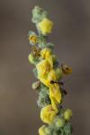 Verbascum pulverulentum