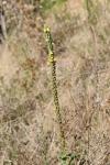 Verbascum densiflorum