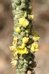 Verbascum densiflorum