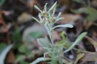 Gnaphalium uliginosum