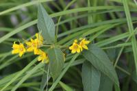 Lysimachia vulgaris