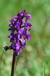 Orchis mascula