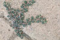 Euphorbia maculata