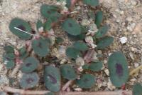 Euphorbia maculata