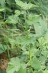 Althaea officinalis