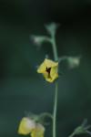Verbascum blattaria