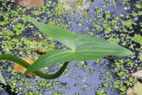Sagittaria sagittifolia