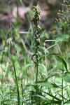 Epipactis helleborine