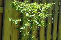 Euphorbia lathyris