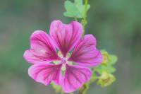 Malva sylvestris