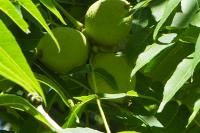 Juglans nigra