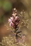 Odontites vernus