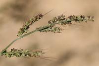 Echinochloa crus-galli