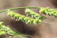 Echinochloa crus-galli