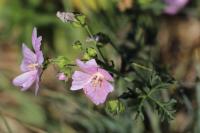 Malva moschata