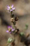 Spergularia rubra