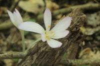 Colchicum autumnale