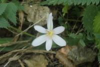 Colchicum autumnale